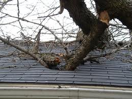 tree through roof - fix roof - a best gutters